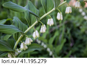 Polygonatum multiflorum. Купена многоцветковая. Стоковое фото, фотограф Юлия Бабкина / Фотобанк Лори