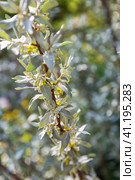 Elaeagnus commutata. Лох серебристый. Стоковое фото, фотограф Юлия Бабкина / Фотобанк Лори