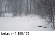 Heavy snowfall. Beautiful forest landscape of snow and blurred trees. Gently falling snow flakes. Bad snowy weather cold day. Winter nature background. Nobody, No People, Super Slow motion. Snowstorm. Стоковое видео, видеограф Марина Демидюк / Фотобанк Лори