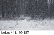 Heavy snowfall. Beautiful forest landscape of snow and blurred trees. Gently falling snow flakes. Bad snowy weather cold day. Winter nature background. Nobody, No People, Super Slow motion. Snowstorm. Стоковое видео, видеограф Марина Демидюк / Фотобанк Лори