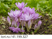Colchicum Waterlily purple flowers in garden. Стоковое фото, фотограф Ольга Сейфутдинова / Фотобанк Лори