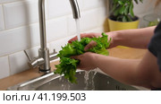 Washing fresh green salad leaves under the faucet in Stylish kitchen sink splashes scatter to the sides. Female hands Rinsing lettuce with Tap Water. Food safety. Preparation of vegan vegetable salad. Стоковое видео, видеограф Марина Демидюк / Фотобанк Лори
