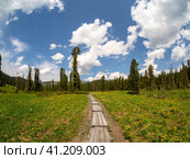 Wooden ecotrope stretching into the distance. Eco-trail to the far fabulous forest on a sunny summer day. We move forward on the trail and enjoy the freedom. Wooden deck, eco trail without people. Стоковое фото, фотограф Саблин Станислав / Фотобанк Лори