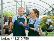 Two skilled male and female gardeners in apron talking about potted Chlorophytum comosum Variegatum plant in glasshouse. Стоковое фото, фотограф Яков Филимонов / Фотобанк Лори