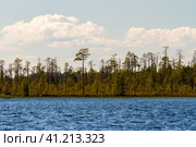 Forest on the shore of the lake Keret. Russia, Karelia. Стоковое фото, фотограф VittoriaChe / Фотобанк Лори
