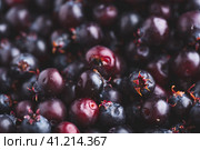 Close Up of Ripe Berries of Shadbush. Стоковое фото, фотограф Всеволод Белоусов / Фотобанк Лори