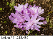 Colchicum Waterlily purple flowers in garden. Стоковое фото, фотограф Ольга Сейфутдинова / Фотобанк Лори