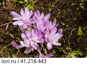 Colchicum Waterlily purple flowers in garden. Стоковое фото, фотограф Ольга Сейфутдинова / Фотобанк Лори