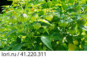 Physalis fruit on the plant in garden. Стоковое фото, фотограф Roman B. / Фотобанк Лори