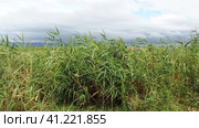 Common reed, or southern reed, Phragmites australis, a tall perennial grass of the genus Reed. Flora of the estuary. Moisture-loving plant. Soils with close standing groundwater. Stormy weather. Стоковое фото, фотограф Юлия Петровская / Фотобанк Лори