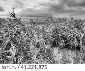 Common reed, or southern reed, Phragmites australis, a tall perennial grass of the genus Reed. Flora of the estuary. Black and white monochrome. Soils with close standing groundwater. Stormy weather. Стоковое фото, фотограф Юлия Петровская / Фотобанк Лори