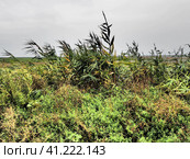 Common reed, or southern reed, Phragmites australis, a tall perennial grass of the genus Reed. Flora of the estuary. Moisture-loving plant. Soils with close standing groundwater. Stormy weather. Стоковое фото, фотограф Юлия Петровская / Фотобанк Лори