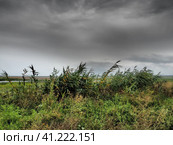Common reed, or southern reed, Phragmites australis, a tall perennial grass of the genus Reed. Flora of the estuary. Moisture-loving plant. Soils with close standing groundwater. Stormy weather. Стоковое фото, фотограф Юлия Петровская / Фотобанк Лори