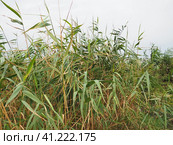 Common reed, or southern reed, Phragmites australis, a tall perennial grass of the genus Reed. Flora of the estuary. Moisture-loving plant. Soils with close standing groundwater. Stormy weather. Стоковое фото, фотограф Юлия Петровская / Фотобанк Лори