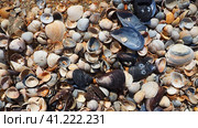 Shells from gastropods of bivalve molluscs. The Azov and Black seas, Golubitskaya. Seashells on the shore. Cerastoderma lamarcki, Hypanis colorata, Anadara inaequivalvis, Mytilus galloprovincialis. Стоковое фото, фотограф Юлия Петровская / Фотобанк Лори