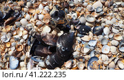 Shells from gastropods of bivalve molluscs. The Azov and Black seas, Golubitskaya. Seashells on the shore. Cerastoderma lamarcki, Hypanis colorata, Anadara inaequivalvis, Mytilus galloprovincialis. Стоковое фото, фотограф Юлия Петровская / Фотобанк Лори