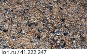 Shells from gastropods of bivalve molluscs. The Azov and Black seas, Golubitskaya. Seashells on the shore. Cerastoderma lamarcki, Hypanis colorata, Anadara inaequivalvis, Mytilus galloprovincialis. Стоковое фото, фотограф Юлия Петровская / Фотобанк Лори