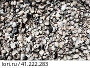 Shells from gastropods of bivalve molluscs living in the Azov and Black seas. Beige, brown, black, white seashells on the shore. The village of Golubitskaya. Стоковое фото, фотограф Юлия Петровская / Фотобанк Лори