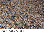 Shells from gastropods of bivalve molluscs living in the Azov and Black seas, Golubitskaya. Beige, black, white seashells on the shore. Cerastoderma lamarcki, Hypanis colorata, Anadara inaequivalvis. Стоковое фото, фотограф Юлия Петровская / Фотобанк Лори