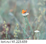 Бабочка червонец огненный, или многоглазка огненная (лат. Lycaena virgaureae) на лугу. Стоковое фото, фотограф Олег Пученков / Фотобанк Лори