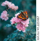 Бабочка крапивница (лат. Aglais urticae)  крупным планом на цветах розы. Стоковое фото, фотограф Олег Пученков / Фотобанк Лори