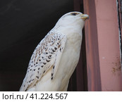 Gyrfalcon Falco rusticolus is a bird from the order of falconiformes of the falcon family. Gyrfalcons serve as hunting birds. White gyrfalcon Falco candicans, groenlandicus. Стоковое фото, фотограф Юлия Петровская / Фотобанк Лори
