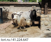 yaks eat at the trough. The yak Bos mutus is a cloven-hoofed mammal from the genus of true bulls of the bovine family. Стоковое фото, фотограф Юлия Петровская / Фотобанк Лори