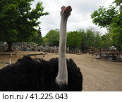 Belgrade, Serbia, April 25, 2021 African ostrich, Masai ostrich, stretched out its neck. The largest of the modern birds. Struthio camelus, a ratite flightless bird of the Struthionidae ostrich family. Стоковое фото, фотограф Юлия Петровская / Фотобанк Лори