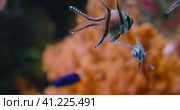 Banggai Cardinalfish swimming over soft coral, mangrove roots in captivity, aquarium. Endangered spe. Стоковое фото, фотограф Igor Tichonow / Фотобанк Лори