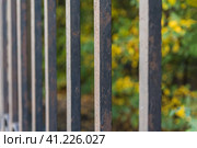 Photo of a steel fence in the Park. Rusty bars with peeling paint fade into a blurry perspective against the background of autumn foliage. Фотография стального забора в парке. Ржавые прутья с облупившейся краской сливаются в размытую перспективу на фоне осенней листвы. Стоковое фото, фотограф Дмитрий Березнев / Фотобанк Лори
