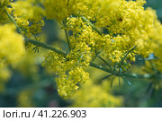 Wild yellow flower Patrinia scabiosifolia. Selective focus. Background image. Стоковое фото, фотограф Воловодов Владимир / Фотобанк Лори