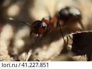 Рыжий лесной муравей (лат. Formica rufa) макро. Стоковое фото, фотограф Mixail59 / Фотобанк Лори