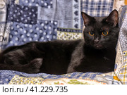 Bombay cat. Стоковое фото, фотограф Анна Кривицкая / Фотобанк Лори