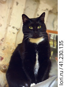 Black with white chest cat with white mustache. Стоковое фото, фотограф Анна Кривицкая / Фотобанк Лори