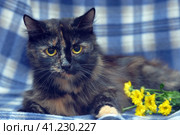 Black with red fluffy cat on a blue. Стоковое фото, фотограф Анна Кривицкая / Фотобанк Лори