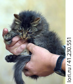 Kitten with sore eyes, lesion of the cornea of the eye. Стоковое фото, фотограф Анна Кривицкая / Фотобанк Лори
