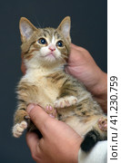 Punished tabby kitten is held by the scruff of the neck. Стоковое фото, фотограф Анна Кривицкая / Фотобанк Лори