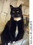 Black with white chest cat with white mustache. Стоковое фото, фотограф Анна Кривицкая / Фотобанк Лори
