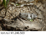 Кобылка голубокрылая (лат. Oedipoda caerulescens) крупным планом. Стоковое фото, фотограф Mixail59 / Фотобанк Лори