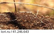 Big anthill. Forest ants in the spring forest, sunny day. Большой муравейник. Лесные муравьи в весеннем лесу, солнечный день. Стоковое видео, видеограф Egor Sarantstv / Фотобанк Лори