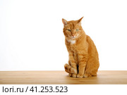 Ginger cat sitting on wooden table floor and looking suspicious at camera isolated on white background. Pets at home. Copy space. Стоковое фото, фотограф Мария Зубарева / Фотобанк Лори