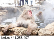 Snow monkey (Macaca fuscata) from Jigokudani Monkey Park in Japan, Nagano Prefecture. Cute Japanese macaque sitting in a hot spring. (2010 год). Стоковое фото, фотограф VittoriaChe / Фотобанк Лори