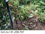 dahlia tubers just lifted for overwintering. Стоковое фото, фотограф Ольга Сейфутдинова / Фотобанк Лори