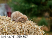 Fluffy fox rabbit sits on golden hay. Стоковое фото, фотограф Ольга Сейфутдинова / Фотобанк Лори