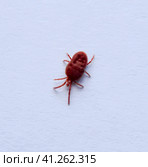 Red velvet mite on white sheet of paper. Macro shooting of velvet plaster mite. Стоковое фото, фотограф Леонид Еремейчук / Фотобанк Лори