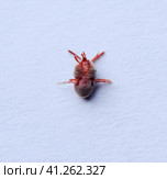 Red velvet mite on white sheet of paper. Macro shooting of velvet plaster mite. Стоковое фото, фотограф Леонид Еремейчук / Фотобанк Лори