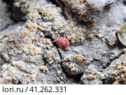 mite. A red velvet mite creeps along the soil. Стоковое фото, фотограф Леонид Еремейчук / Фотобанк Лори