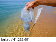 Jellyfish Rhizostoma root rope, thrown to the shore of the sea. Dead jellyfish. Jellyfish in the hand of a man. Стоковое фото, фотограф Леонид Еремейчук / Фотобанк Лори