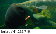 Arapaima gigas or pirarucu fish swimming in pond. It carnivore native to the basin of the Amazon Riv. Стоковое видео, видеограф Igor Tichonow / Фотобанк Лори