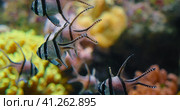Many colored striped fish swimming over soft coral, mangrove roots in captivity, aquarium. Endangere. Стоковое фото, фотограф Igor Tichonow / Фотобанк Лори